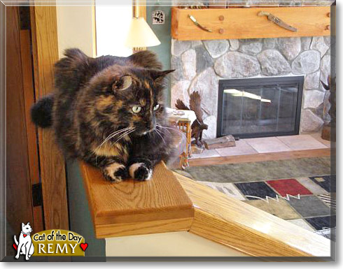 Remy, the Cat of the Day