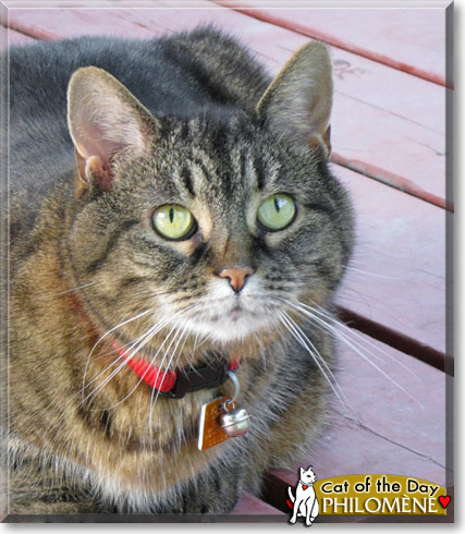 Philomène, the Cat of the Day