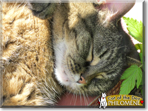 Philomène, the Cat of the Day Philomène, the Cat of the Day