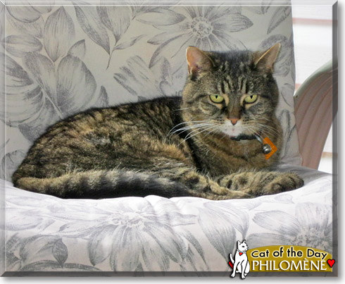 Philomène, the Cat of the Day Philomène, the Cat of the Day