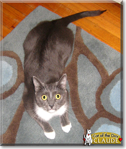 Claude, the Cat of the Day