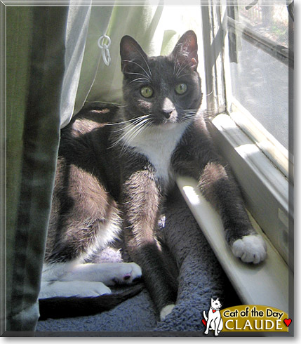 Claude, the Cat of the Day