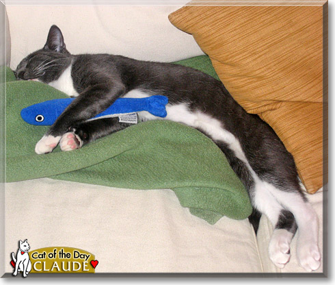 Claude, the Cat of the Day