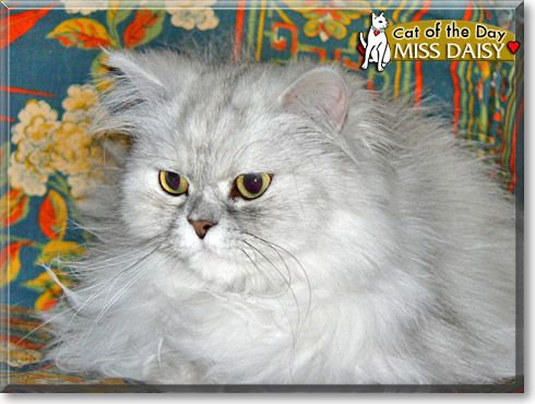 Miss Daisy, the Cat of the Day