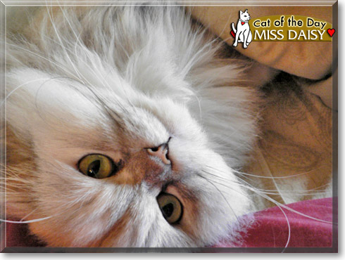 Miss Daisy, the Cat of the Day