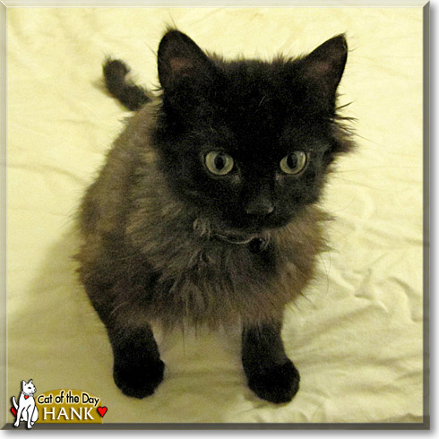 Hank, the Cat of the Day