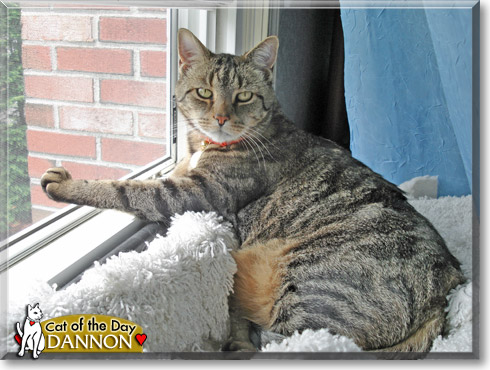 Dannon, the Cat of the Day