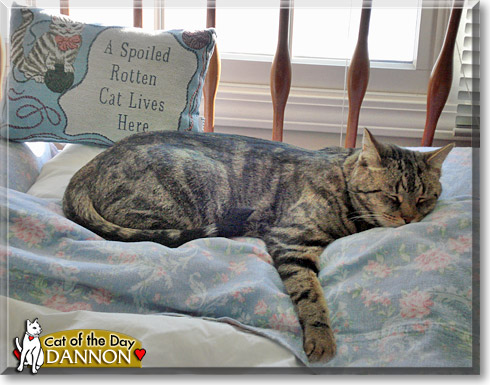 Dannon, the Cat of the Day