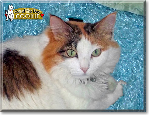 Cookie, the Cat of the Day