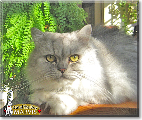 Marvis, the Cat of the Day