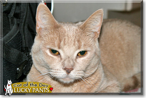 Lucky Pants, the Cat of the Day