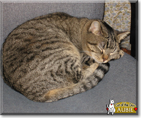 Aubie, the Cat of the Day