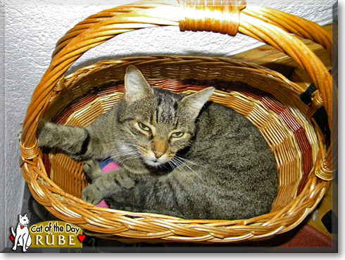 R&uuml;be, the Cat of the Day