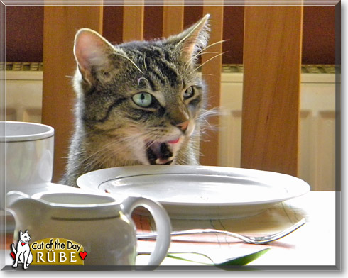 R&uuml;be, the Cat of the Day