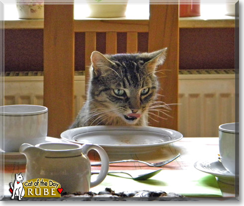 R&uuml;be, the Cat of the Day