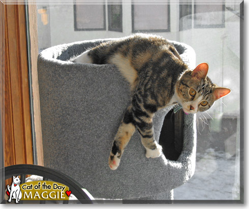 Maggie, the Cat of the Day
