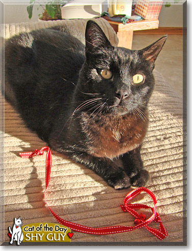 Shy Guy, the Cat of the Day Shy Guy, the Cat of the Day