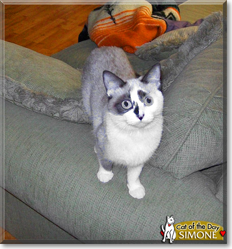 Simon&eacute;, the Cat of the Day