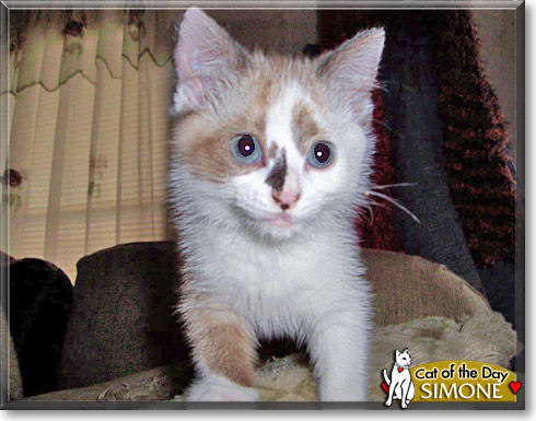 Simon&eacute;, the Cat of the Day