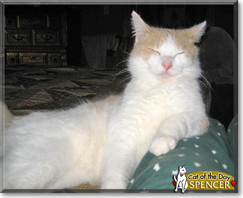Spencer, the Cat of the Day