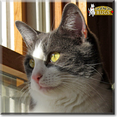 Bugs, the Cat of the Day