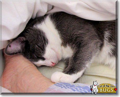Bugs, the Cat of the Day