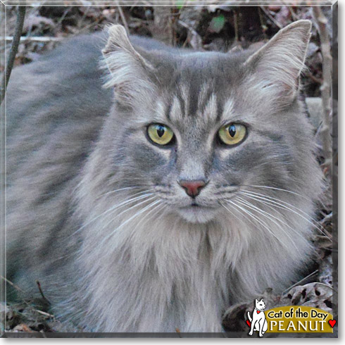 Peanut, the Cat of the Day
