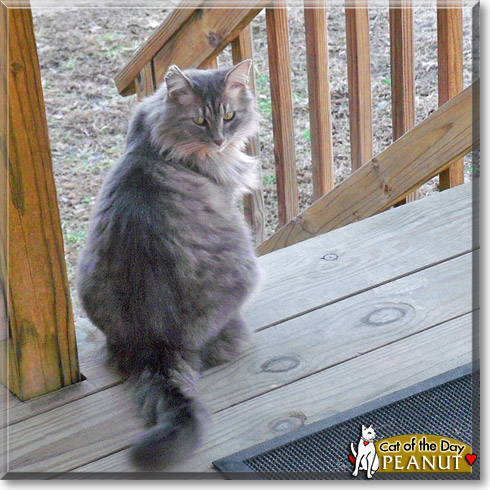 Peanut, the Cat of the Day