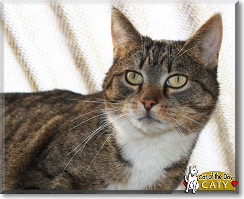 Caty, the Cat of the Day