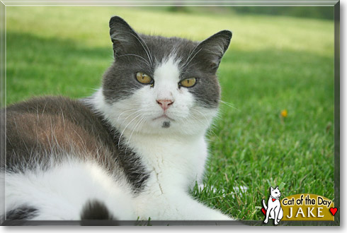 Jake, the Cat of the Day