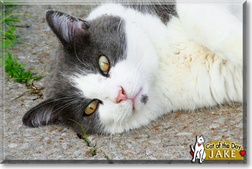 Jake, the Cat of the Day