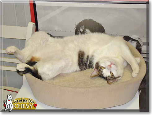 Chevy, the Cat of the Day