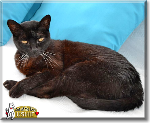 Kamegusha, the Cat of the Day