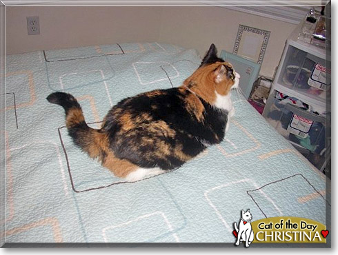 Christina, the Cat of the Day