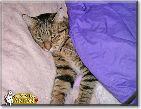 Anton, the Cat of the Day