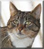 Caty