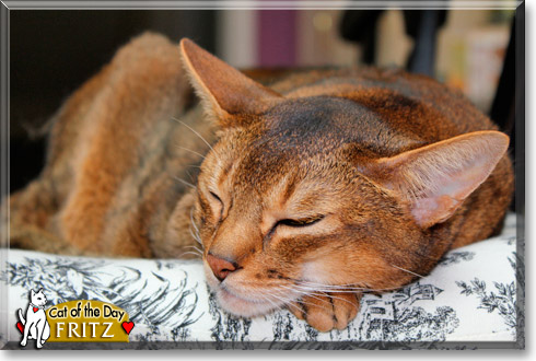 Fritz, the Cat of the Day