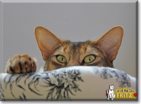 Fritz, the Cat of the Day