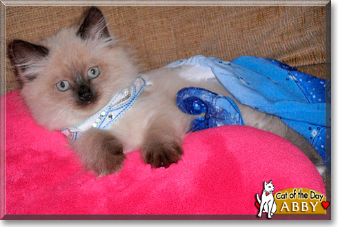 Abby, the Cat of the Day