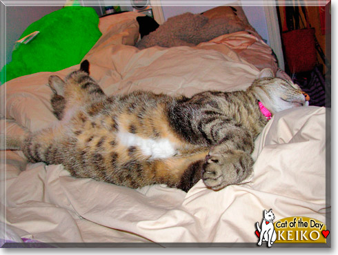 Keiko, the Cat of the Day