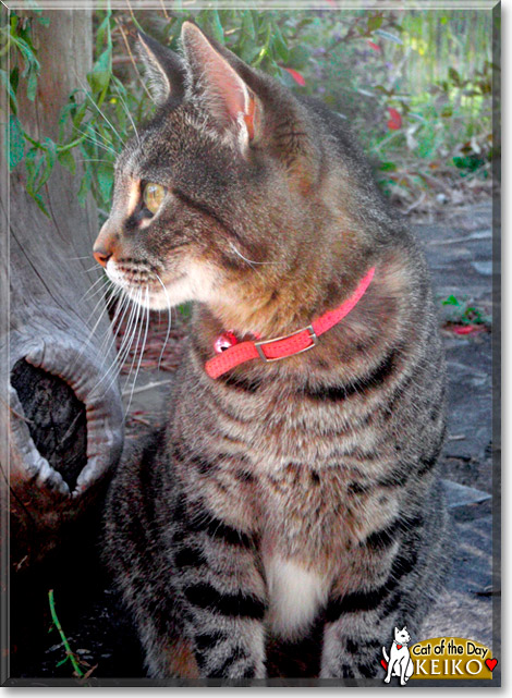 Keiko, the Cat of the Day