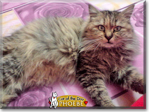 Phoebe, the Cat of the Day