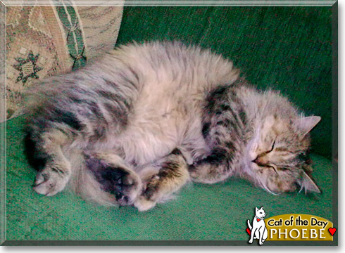 Phoebe, the Cat of the Day