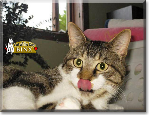 Binx, the Cat of the Day