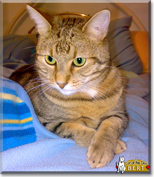 Bert, the Cat of the Day