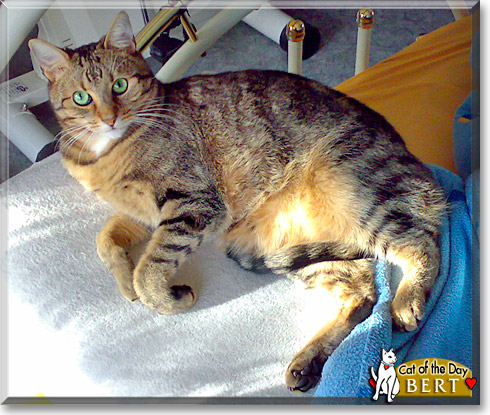 Bert, the Cat of the Day