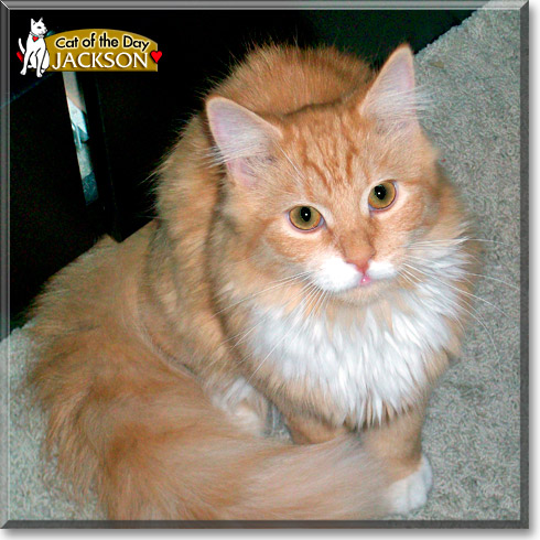 Jackson, the Cat of the Day