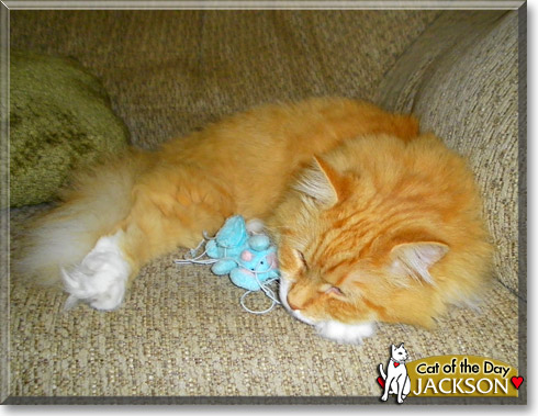 Jackson, the Cat of the Day