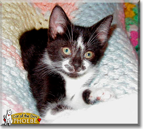 Phoebe, the Cat of the Day