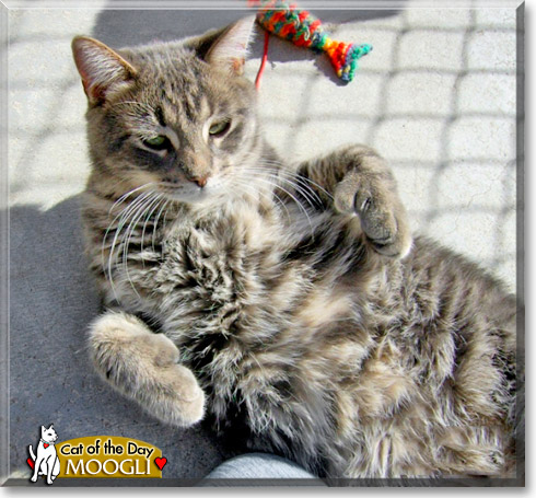 Capitaine Moogli, the Cat of the Day Capitaine Moogli, the Cat of the Day